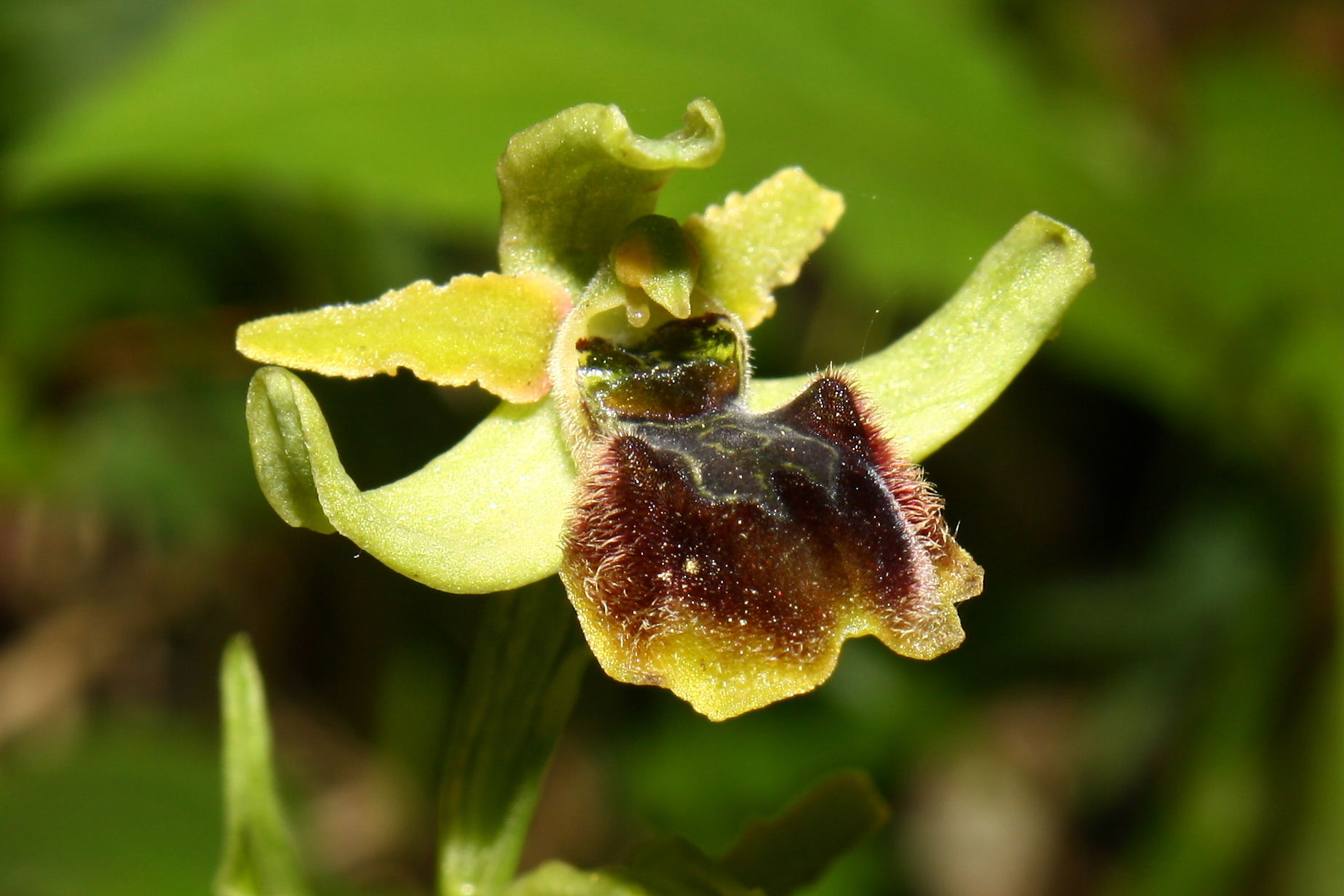 Ophrys sphegodes da determinare-1